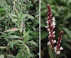 Attēlu rezultāti vaicājumam “Persicaria maculosa”