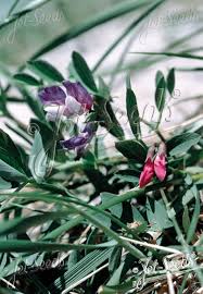 Attēlu rezultāti vaicājumam “Lathyrus japonicus subsp. maritimus flower”