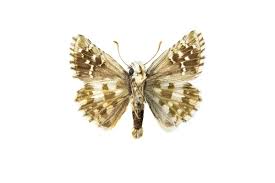 Attēlu rezultāti vaicājumam “Pyrgus alveus”