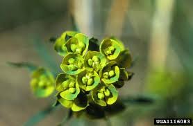 Attēlu rezultāti vaicājumam “Euphorbia virgata flower”