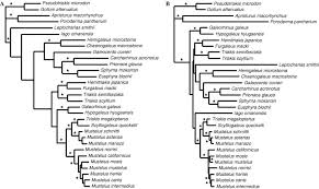 Image result for Furgaleus macki