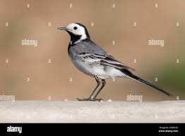 Attēlu rezultāti vaicājumam “Motacilla alba adult”