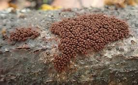 Attēlu rezultāti vaicājumam “Lamproderma violaceum spores”