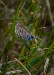 Attēlu rezultāti vaicājumam “Maculinea alcon female”