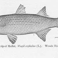 Image result for Mugil cephalus