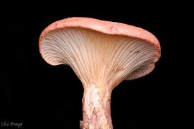 Attēlu rezultāti vaicājumam “Collaria arcyrionema macro”