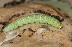 Attēlu rezultāti vaicājumam “Populus x lettland”