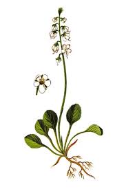 Attēlu rezultāti vaicājumam “Pyrola rotundifolia”