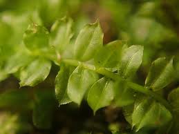 Attēlu rezultāti vaicājumam “Plagiomnium medium”