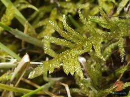 Attēlu rezultāti vaicājumam “Pseudoscleropodium purum”