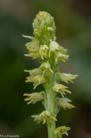 Attēlu rezultāti vaicājumam “Herminium monorchis leaf”