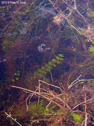 Attēlu rezultāti vaicājumam “Utricularia minor leaf”