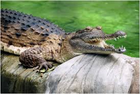 Image result for Crocodylus acutus
