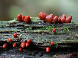 Attēlu rezultāti vaicājumam “Lycogala succineum”