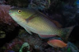 Image result for Scarus psittacus