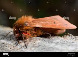 Attēlu rezultāti vaicājumam “Phragmatobia fuliginosa imago”