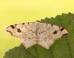 Attēlu rezultāti vaicājumam “Macaria notata”