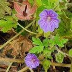 Attēlu rezultāti vaicājumam “Geranium bohemicum”
