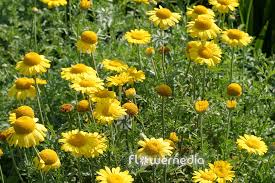 Attēlu rezultāti vaicājumam “Anthemis tinctoria leaf”