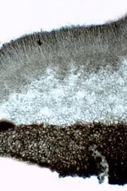 Attēlu rezultāti vaicājumam “Mollisia uda”