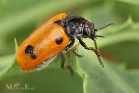 Attēlu rezultāti vaicājumam “Clytra quadripunctata”