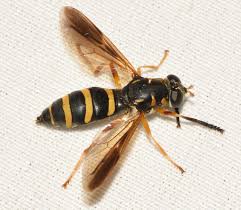 Attēlu rezultāti vaicājumam “Temnostoma vespiforme”