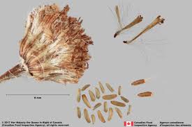 Attēlu rezultāti vaicājumam “Jacobaea vulgaris”