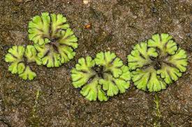 Attēlu rezultāti vaicājumam “Ricciocarpos natans”