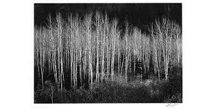 Image result for Ansel Adams Aspens New Mexico