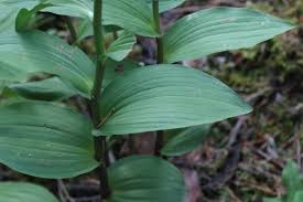 Attēlu rezultāti vaicājumam “Epipactis atrorubens fruit”