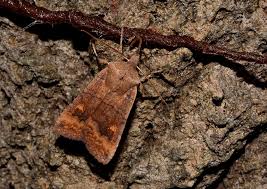 Attēlu rezultāti vaicājumam “Eupsilia transversa”