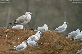 Image result for Larus cachinnans