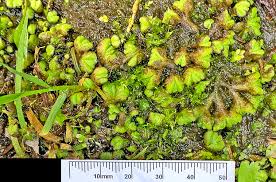 Attēlu rezultāti vaicājumam “Ricciocarpos natans”