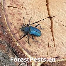 Attēlu rezultāti vaicājumam “Callidium violaceum”