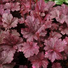 Image result for Heuchera `Midnight Rose`
