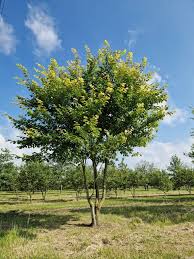 Attēlu rezultāti vaicājumam “Ulmus laevis”