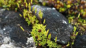 Attēlu rezultāti vaicājumam “Encalypta”