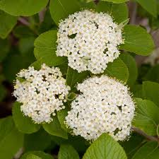 Attēlu rezultāti vaicājumam “Viburnum lantana  flower”