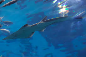 Image result for Rhynchobatus australiae