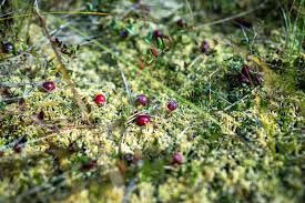 Attēlu rezultāti vaicājumam “Oxycoccus palustris leaf”