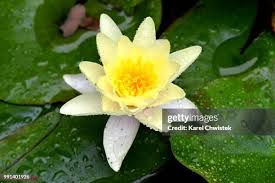 Attēlu rezultāti vaicājumam “Nymphaea candida flower”