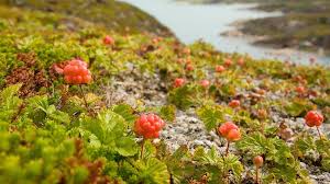 Attēlu rezultāti vaicājumam “Rubus chamaemorus fruit”