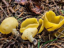 Attēlu rezultāti vaicājumam “Sowerbyella radiculata”