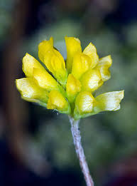Attēlu rezultāti vaicājumam “Trifolium dubium bud”