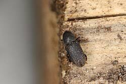 Attēlu rezultāti vaicājumam “Hylastes sp.”