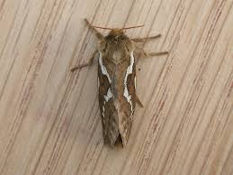 Attēlu rezultāti vaicājumam “Hepialus lupulinus”