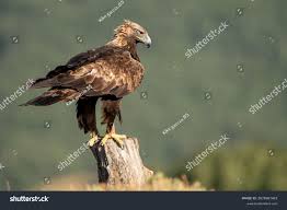 Attēlu rezultāti vaicājumam “Aquila chrysaetos”