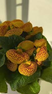 Image result for Calceolaria integrifolia