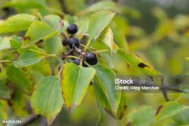 Attēlu rezultāti vaicājumam “Rhamnus cathartica fruit”