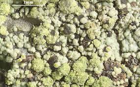 Attēlu rezultāti vaicājumam “Trapeliopsis granulosa”